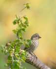Female Cassins finch, Fall season, Sandia Mountains, Cibola National Forest, New Mexico, USA Art Print
